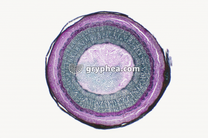 Tige de Marronnier avec suber x7 - gryphea.org